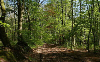 Ruta 16-2022: Bosque de Peloño (Concejo de Ponga)